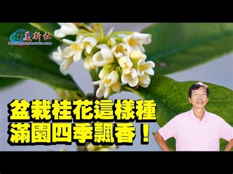 桂樹種植|盆栽桂花這樣種，滿園四季飄香！